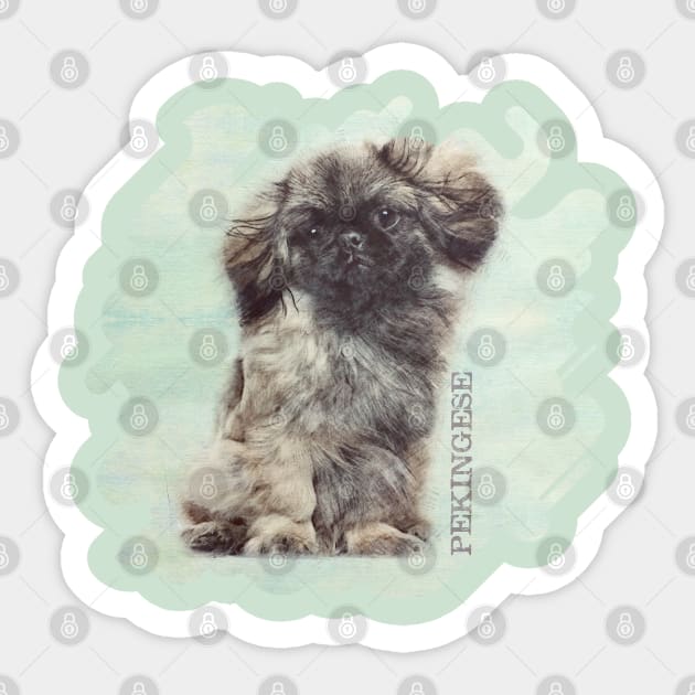 Sketch  of fluffy  Pekingese puppy Sticker by Nartissima